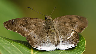 <i>Tagiades japetus</i> Species of butterfly