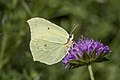 * Nomination Common brimsone (Gonepteryx rhamni) female --Charlesjsharp 16:46, 20 July 2022 (UTC) * Promotion Good quality --Llez 05:17, 21 July 2022 (UTC)