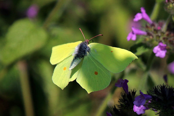 Possibly the original butter-fly. A male brimstone (Gonepteryx rhamni) in flight.