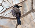 Thumbnail for File:Common grackle in CP (01804).jpg