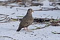Common ground dove on sand bunche beach (14421297784).jpg