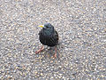 Common starling in Hyde Park.JPG
