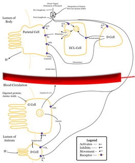 Enterochromaffin-like cell