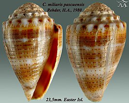 Conus miliaris pascuensis