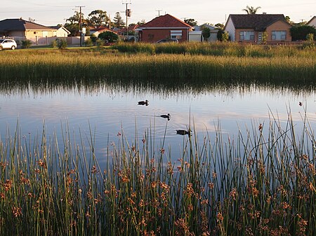 Cooke Reserve wetland