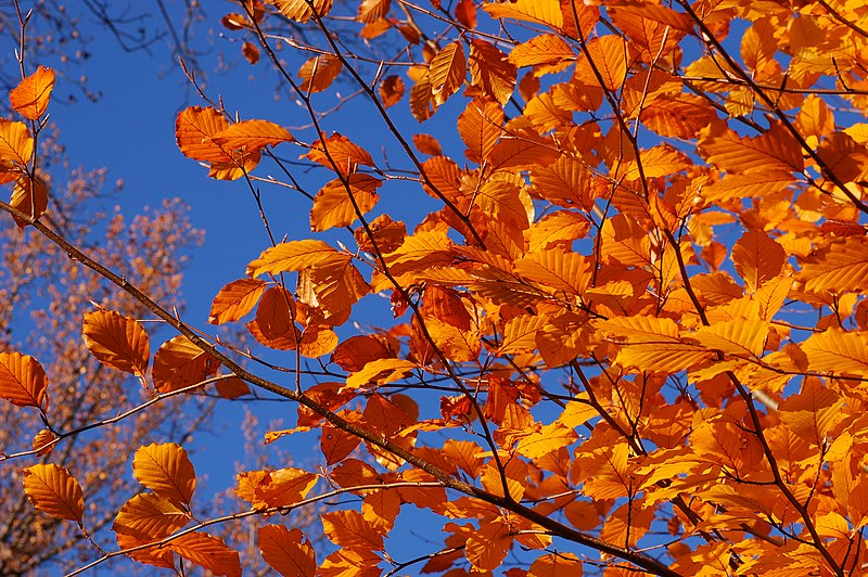 File:Copper Beech Fagus sylvatica f. purpurea Autumn Leaves 3008px.jpg