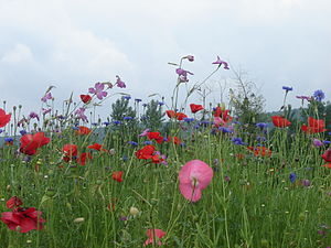 Teil Einer Blume / File Stadtturm Trarbach 03 Infotafel Jpg Wikimedia Commons