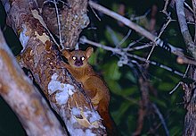 Coquerel's Giant Mouse Lemur (Mirza coquereli) (9582471256).jpg