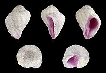 Coralliophila radula 01.JPG