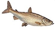Thumbnail for Freshwater whitefish