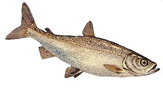 <span class="mw-page-title-main">Freshwater whitefish</span> Subfamily of fishes