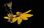 Thumbnail for Coreopsis major