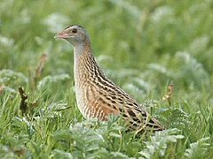 Photographie d'un petit oiseau au sol, dans les herbes.