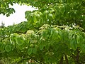 Twig, inflorescence in Incheon Grand park, Korea