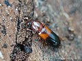 Corticeus bicolor (Olivier, 1790)