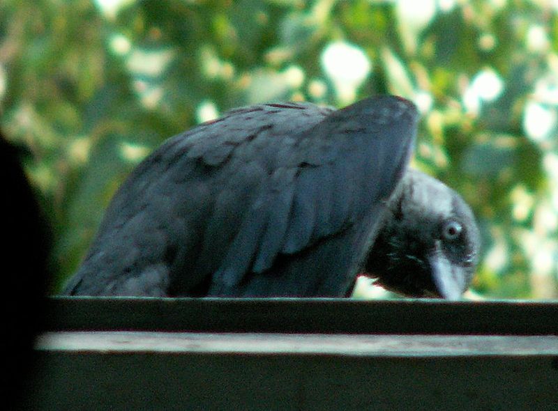 File:Corvus monedula 006.jpg