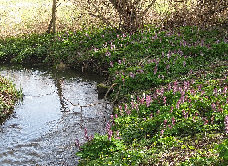 File:Corydalis cava plant (19).JPG