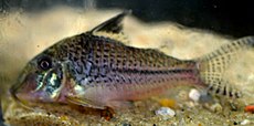 Corydoras acutus par Frank M. Greco.jpg