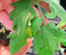 Corynespora cassiicola Ring-Spot Symptoms in Tomato Leaves.png