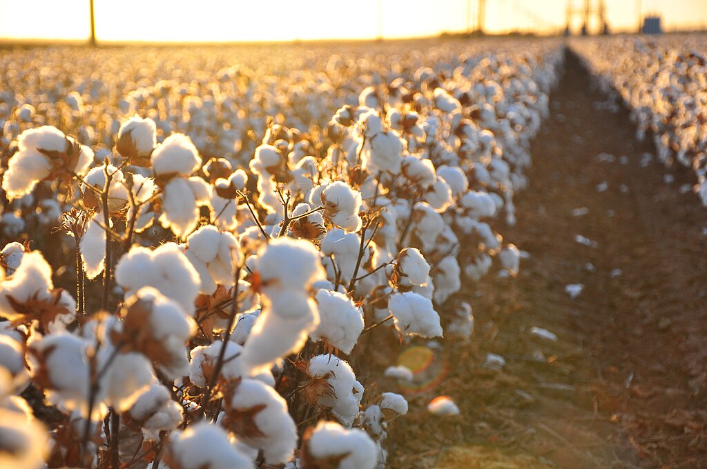 File:Cotton field kv17.jpg - Wikimedia Commons