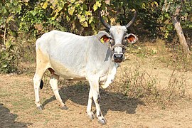 Cow near Bhopal India 01.jpg