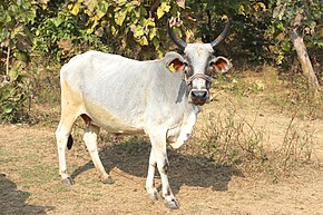 Proud Surabhi Cow near Bhopal India 01.jpg