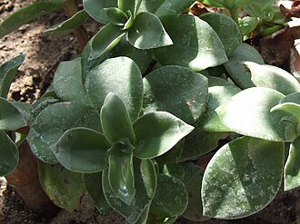 Leaf detail Crassula lactea a2.jpg