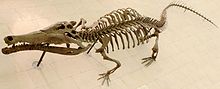 Squelette de crocodile.jpg