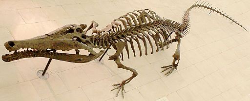 Crocodile skeleton