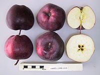 Cross section of Hared, National Fruit Collection (acc. 1999-019) .jpg