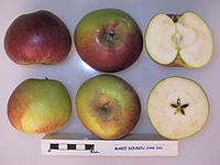 Cross section of Marie Doudou, National Fruit Collection (acc. 1948-320).jpg