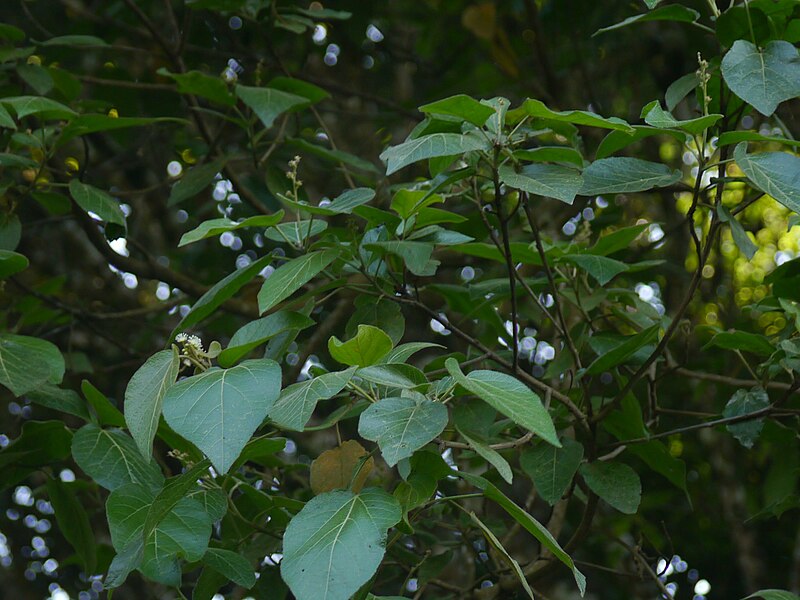 File:Croton ¿ species ? (14391496130).jpg