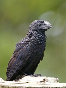 A groove-billed ani, one of the spectral bat's primary food sources Crotophaga sulcirostris.jpg