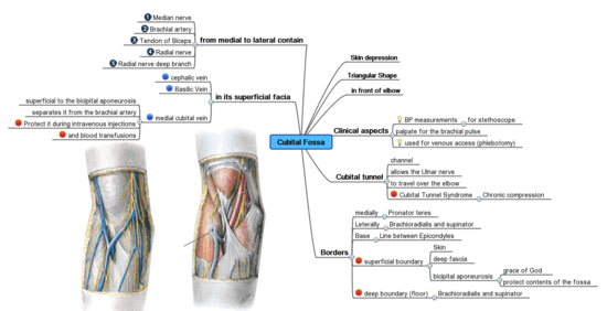 A mind map about the cubital fossa or elbow pit, including an illustration of the central concept