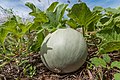 Zuckermelone auf einem Feld