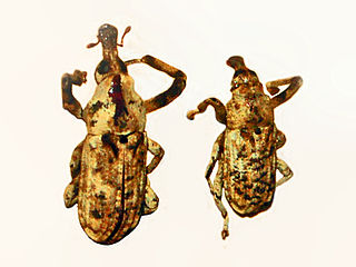 <i>Gasterocercus anatinus</i> Species of beetle