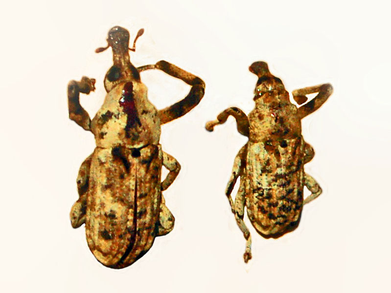 File:Curculionidae - Gasterocercus anatinus.JPG