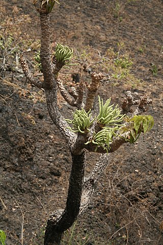 <i>Cussonia arborea</i> Species of plant