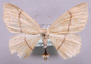 Cyclophora quercimontaria