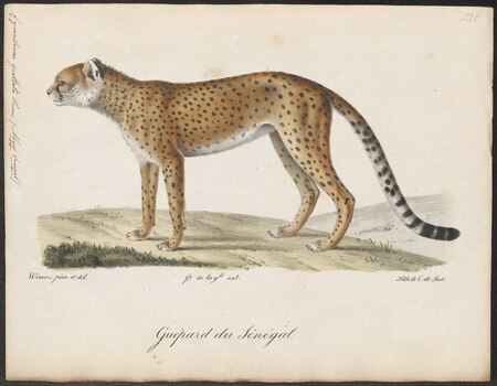ไฟล์:Cynailurus guttata - 1818-1842 - Print - Iconographia Zoologica - Special Collections University of Amsterdam - UBA01 IZ22100147.tif