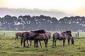 * Nomination Dülmen ponies in the Wildpferdebahn in Merfelder Bruch, Merfeld, Dülmen, North Rhine-Westphalia, Germany --XRay 03:38, 24 August 2021 (UTC) * Promotion  Support Good quality -- Johann Jaritz 03:43, 24 August 2021 (UTC)