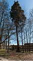 * Nomination Sequoia in the Vorpark, Rorup, Dülmen, North Rhine-Westphalia, Germany --XRay 04:33, 6 April 2015 (UTC)* Comment FYI: I've adjusted the perspective.--XRay 12:14, 6 April 2015 (UTC) * Promotion Good quality. --Hubertl 18:16, 6 April 2015 (UTC)