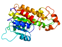 DHRS7B homology model.png