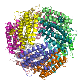 <span class="mw-page-title-main">DNA-binding protein from starved cells</span> Group of bacterial ferritin proteins that protect DNA against oxidative damage