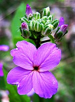 Miniatura para Hesperis matronalis