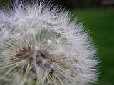 Dandelion seed pod close-up.