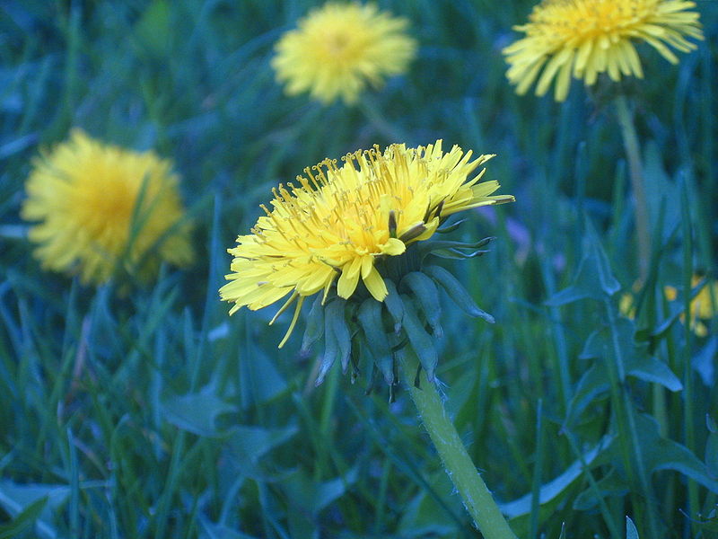 File:Dandelions 025.jpg