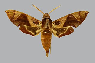 <i>Daphnis layardii</i> Species of moth