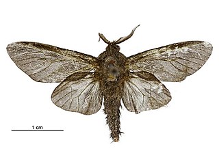 <i>Dappula tertia</i> Species of moth