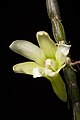 Dendrobium chameleon